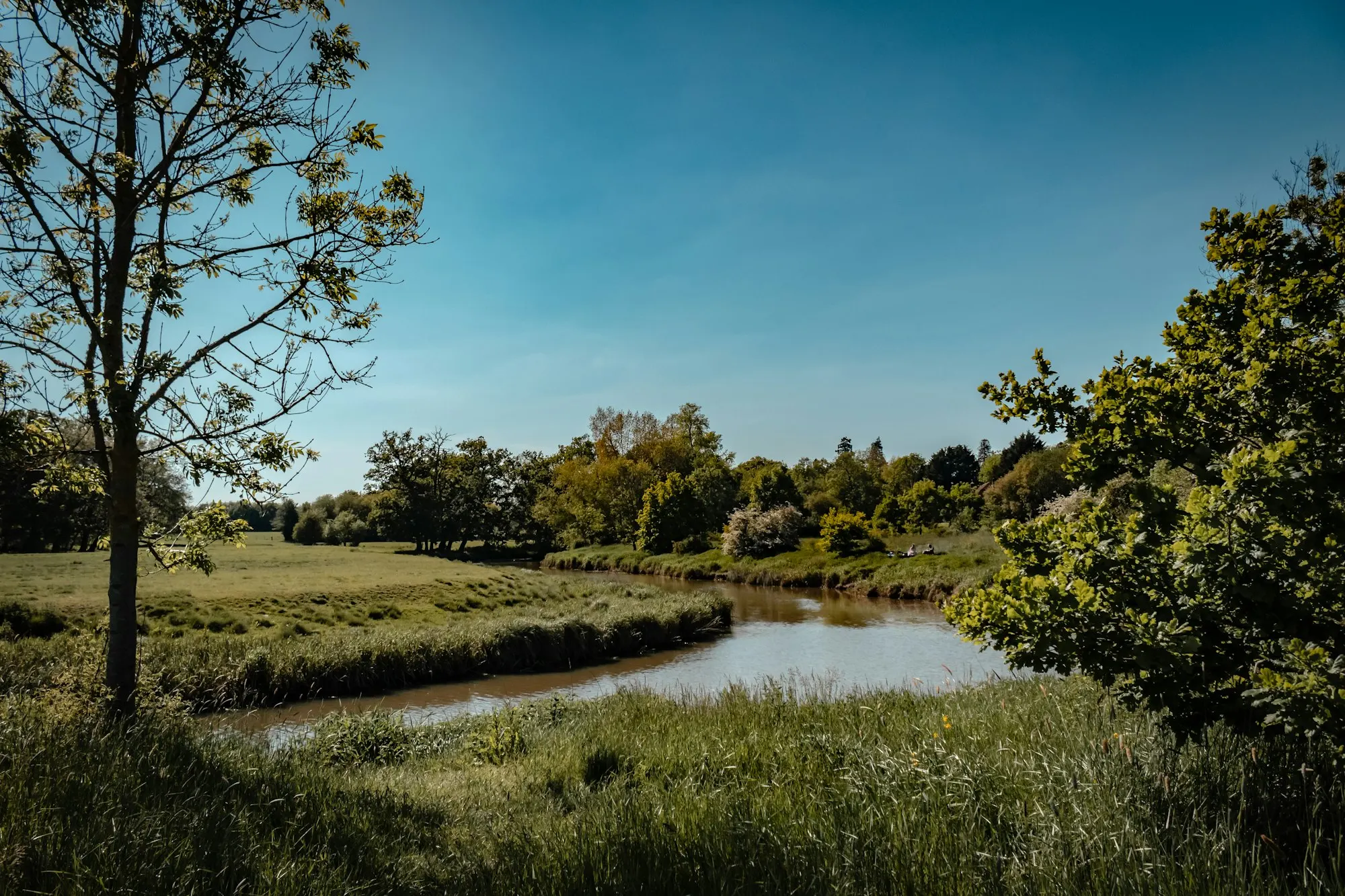 A pond in front of a home surrounded by trees