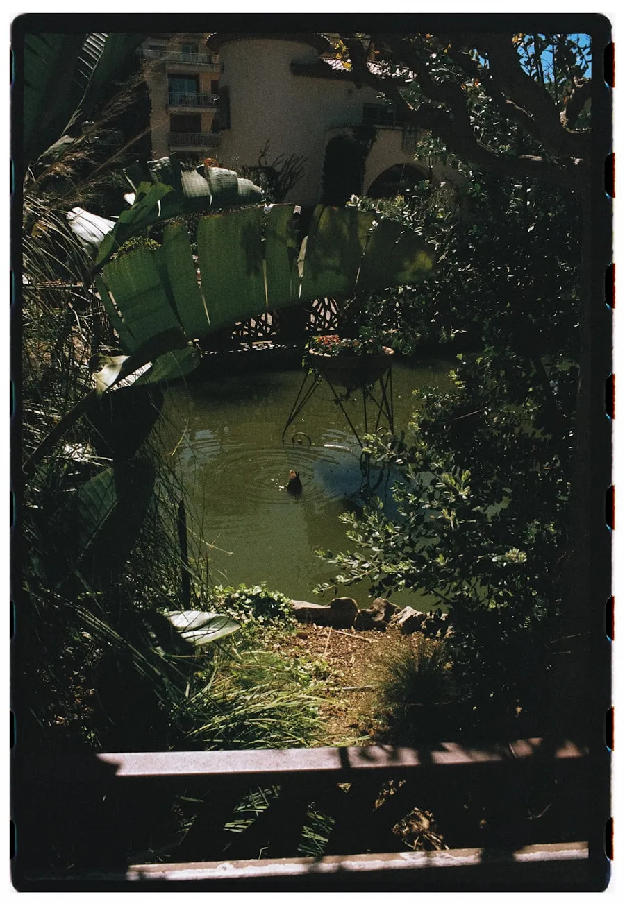Pond & Lake Management